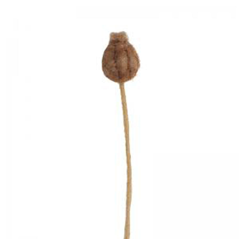 Frökapsel - Aveva Design